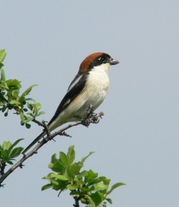 Woodchat Shrike © Steven Mlodinow