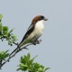 Woodchat Shrike © Steven Mlodinow