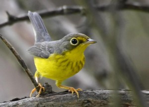 BirdsEye Canada Warbler © Steven Mlodinow