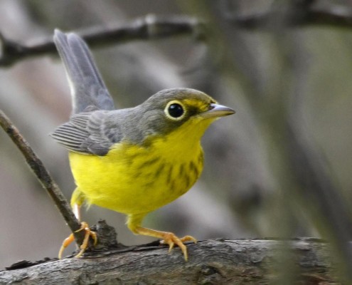 BirdsEye Canada Warbler © Steven Mlodinow