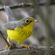 BirdsEye Canada Warbler © Steven Mlodinow