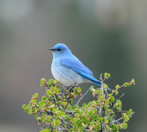 BirdsEye Mountain Bluebird Mountain Bluebird © Steven Mlodinow