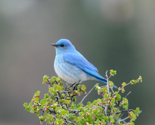 BirdsEye Mountain Bluebird Mountain Bluebird © Steven Mlodinow