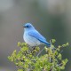 BirdsEye Mountain Bluebird Mountain Bluebird © Steven Mlodinow