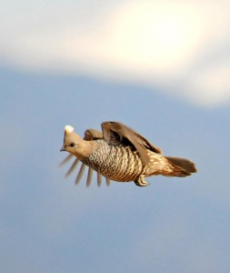 Scaled Quail © Steven Mlodinow