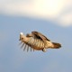 Scaled Quail © Steven Mlodinow