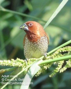 Scaly-breasted Munia by Dave Bell