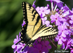 Eastern Tiger Swallowtail © Dan Tallman