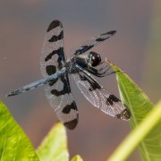 Banded Pennant