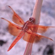 Flame_Skimmer