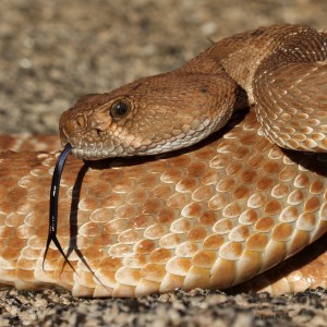 Red Diamond Rattlesnake (Crotalus ruber)