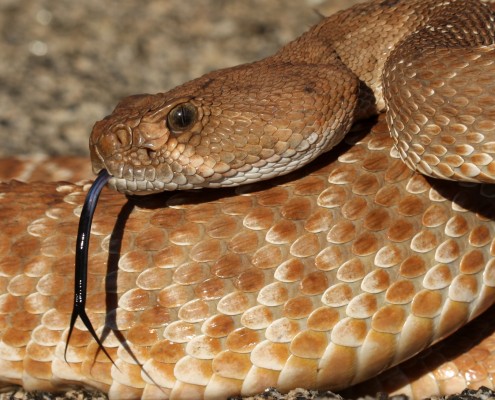 Red Diamond Rattlesnake (Crotalus ruber)