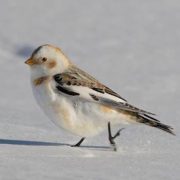 Snow Bunting Image