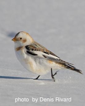 Snow Bunting Image