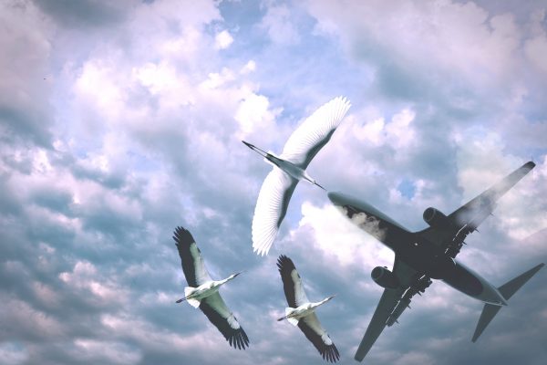 Biomimicry Emulating Birds Nature BirdsEye Nature Apps