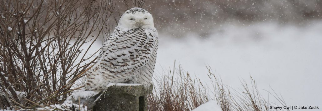 Snowy Owl1 copy