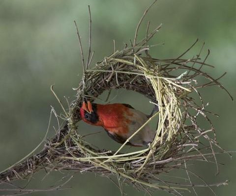 Taken on the grounds of the Tarangire Sopa Lodge in Tarangire, Tanzania in February 2018. This male weaver was in the process of starting a new nest