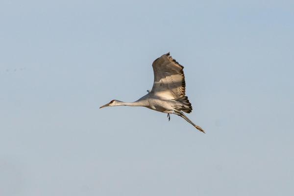 Sandhill Crane (Grus canadensis) by Gerald Hoekstra