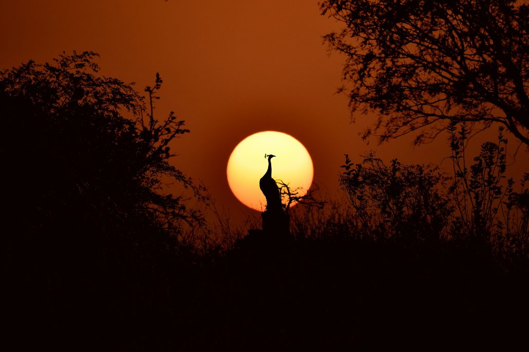 Shiva Kumar explains how he photographs birds and wildlife in India. He discusses how he captured his dream shot of an Indian peafowl (Pavo cristatus)