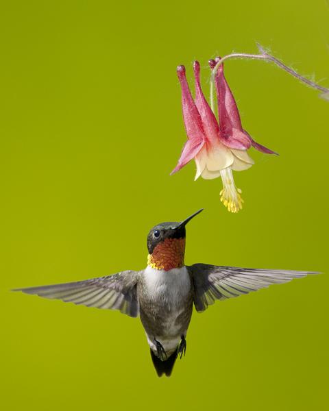 Ruby-throated Hummingbird (Archilochus colubris) by Josh Haas