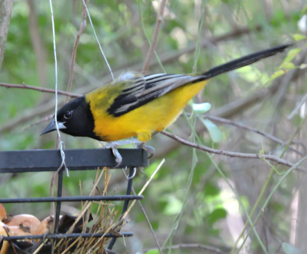 Bird couple 3  licence key