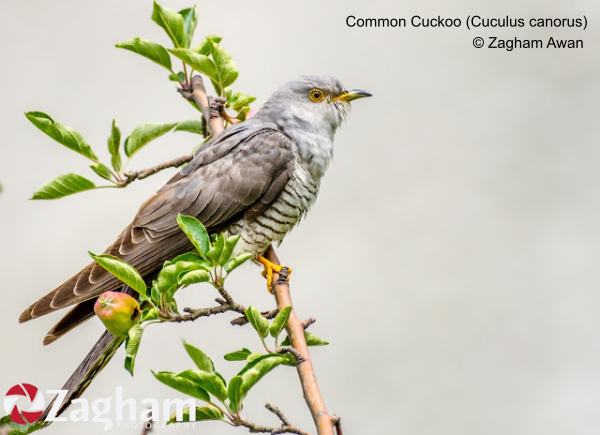 Rooks  Fat Finch — Backyard Birds, Birding & Blogging