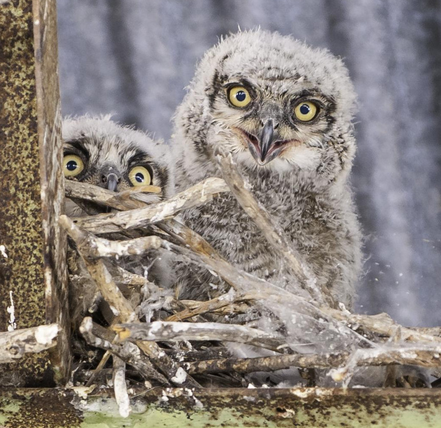 Great Horned Owlets, photo by Jason C Rose 