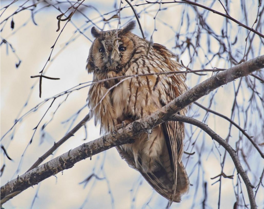 Long-eared Owl, photo by cheema.ss@gmai.com