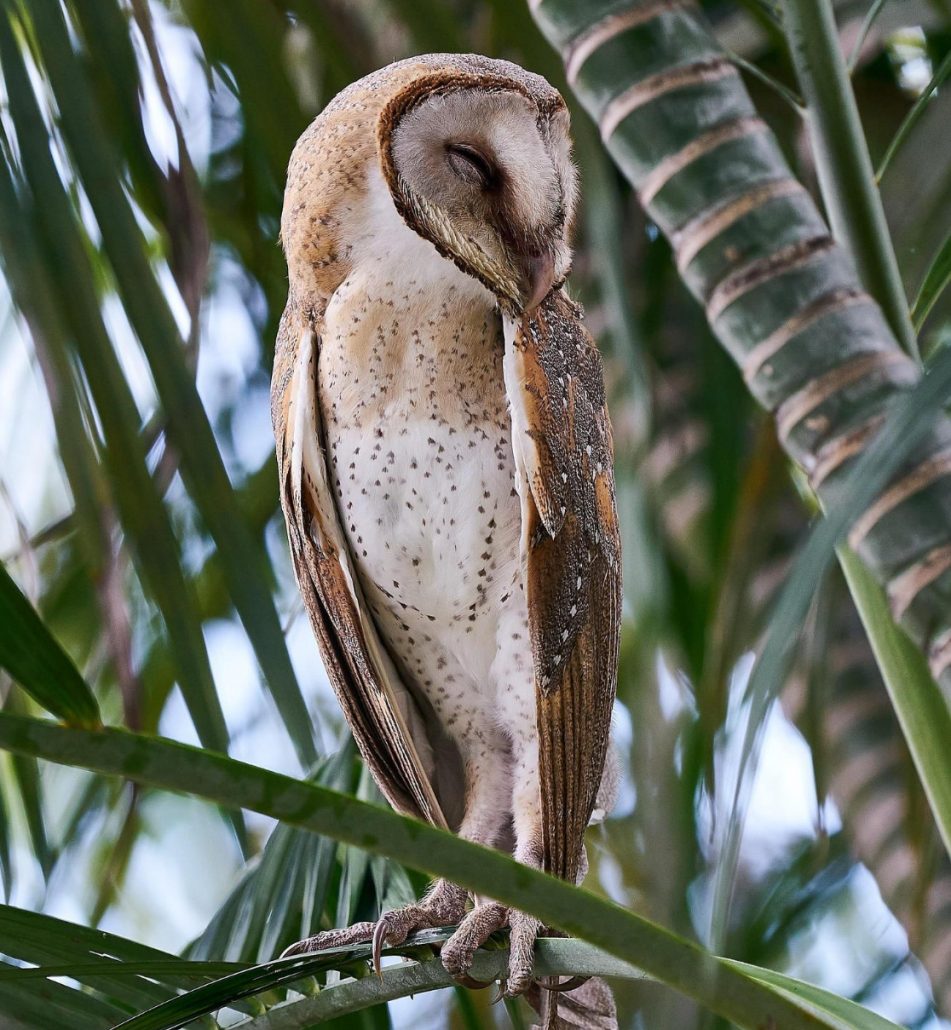 Barn Owl, photo by Steven Cheong / birdseye.photo