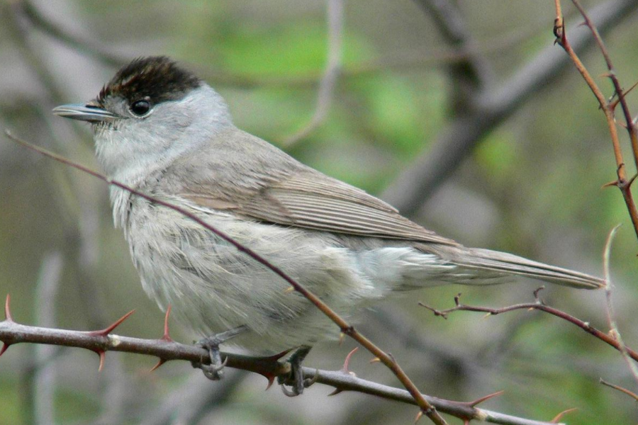 Rooks  Fat Finch — Backyard Birds, Birding & Blogging